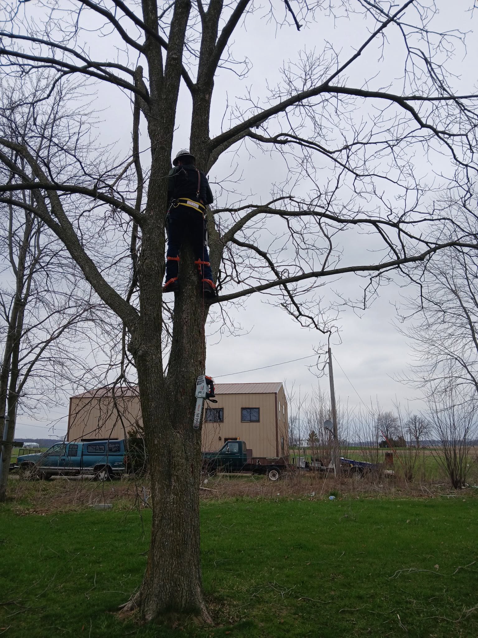 WoodHounds contract tree climber