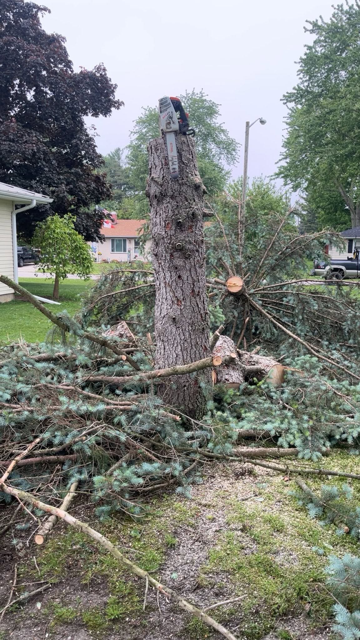 WoodHounds tree felling and removal