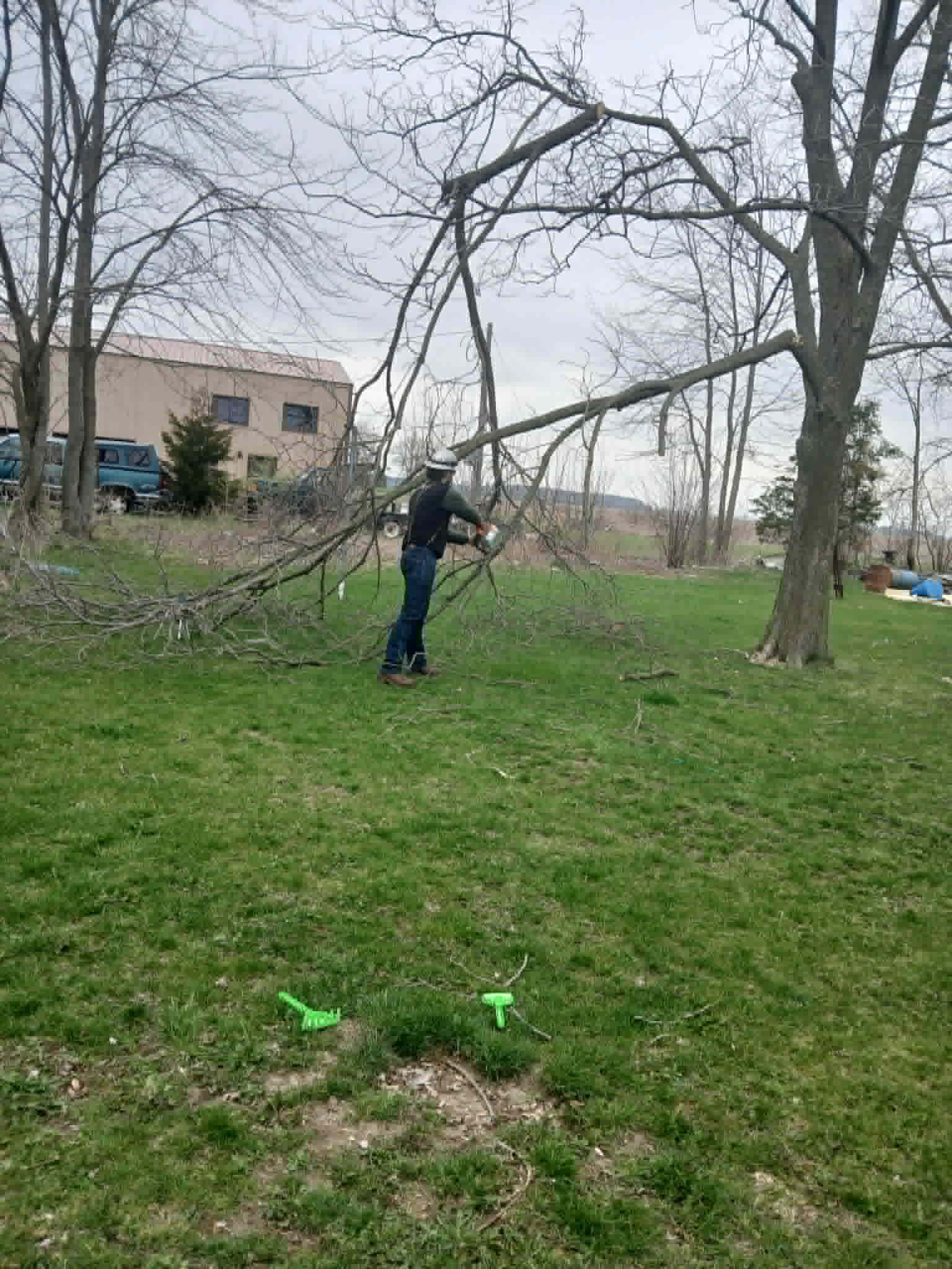 WoodHounds tree pruning